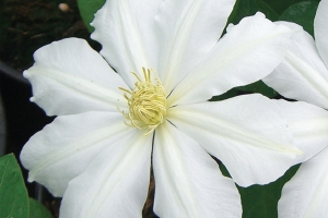 Clematis 'Toki' New 2026